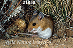 Peromyscus maniculatus